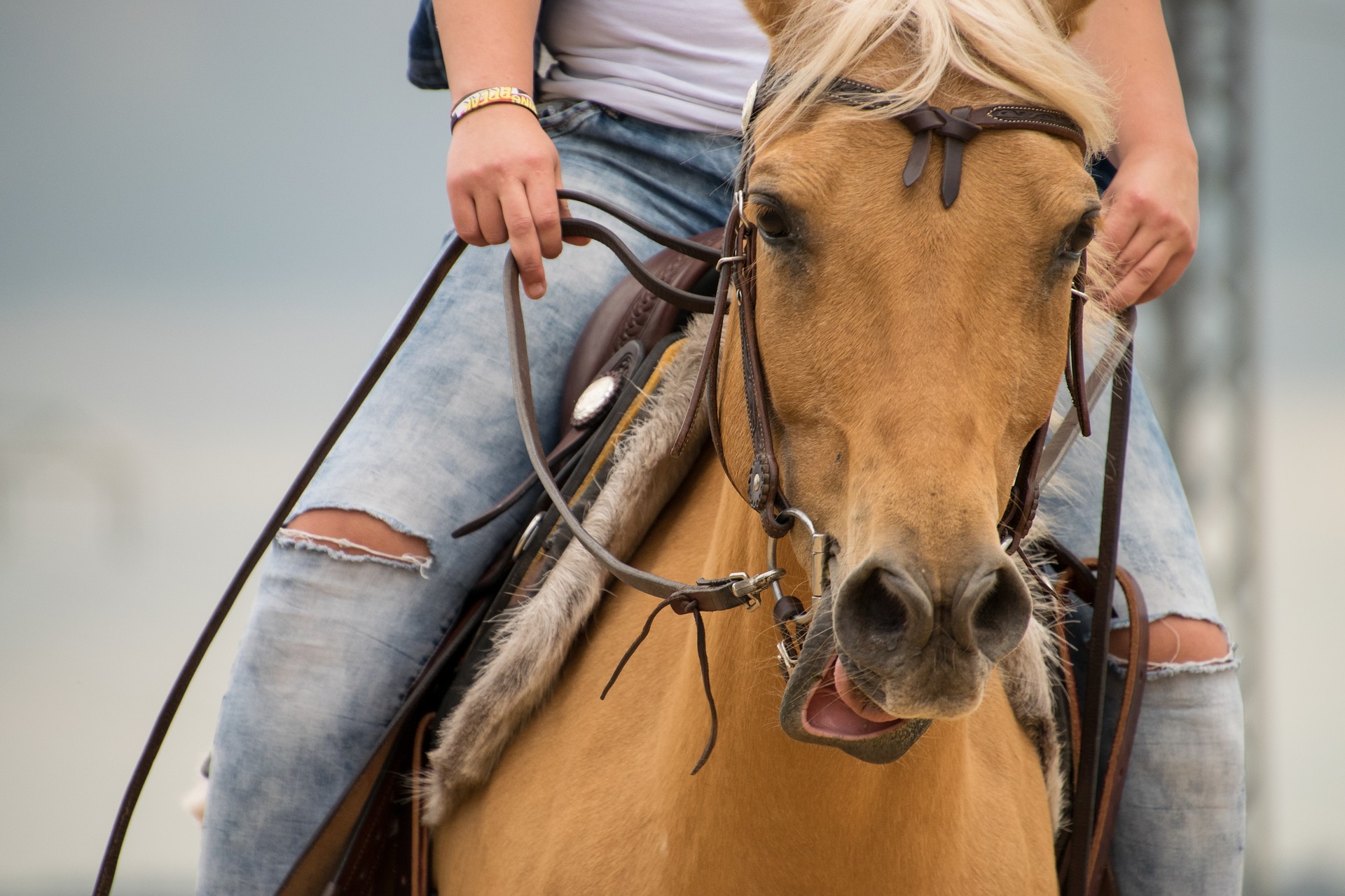 Animal ride. Лошадиная езда. Лошадиное лицо. Ездить на лошади. Конюх с лошадью.